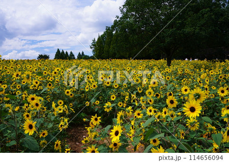ひまわり畑4999 114656094