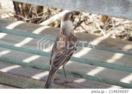 ガラパゴス諸島にてベンチで休むツグミ 114656097