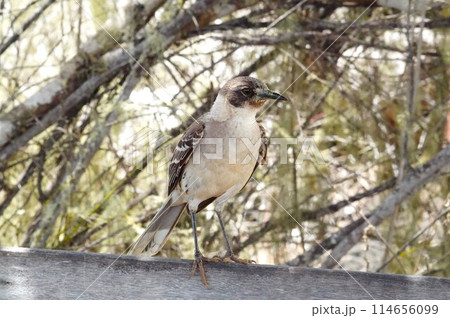 ガラパゴス諸島にてベンチで休むツグミ 114656099