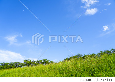 真夏の青空と新緑の風景 114656144
