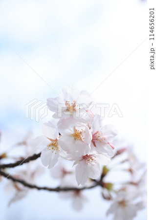 桜302 114656201