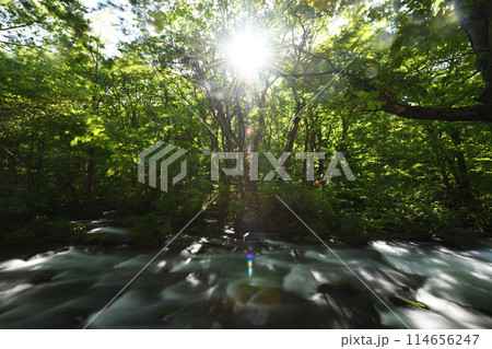 木漏れ日 木漏れ日 114656247
