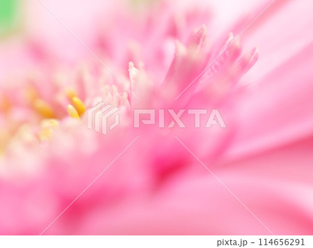 ピンク色のガーベラ(花)  114656291