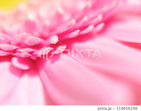 ピンク色のガーベラ(花)  114656298