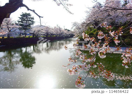 満開の桜　花筏　松が岬公園　さくら　サクラ　ソメイヨシノ 114656422