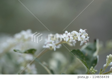 白い花 白い花 114656439
