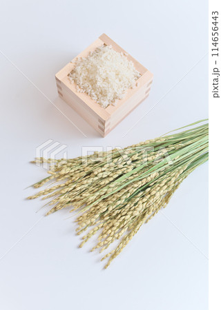 升に入ったお米(米粒)と稲穂 114656443