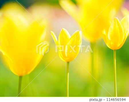 北海道のチューリップ畑 滝野すずらん丘陵公園 北海道のチューリップ畑 滝野すずらん丘陵公園 114656594