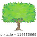 一本の木　コピースペース 114656669
