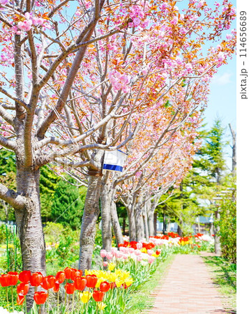 北海道のガーデン ロイズガーデン 桜並木 114656689
