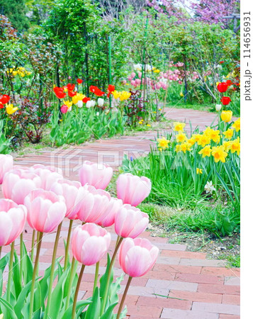 北海道のチューリップ畑 ロイズガーデン 114656931