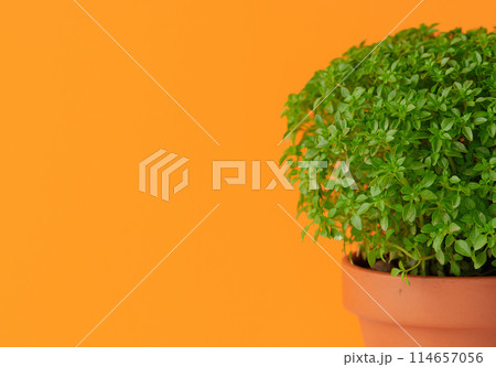 Manjerico potted plant on an orange background. Traditional decor for festival San Juan 114657056