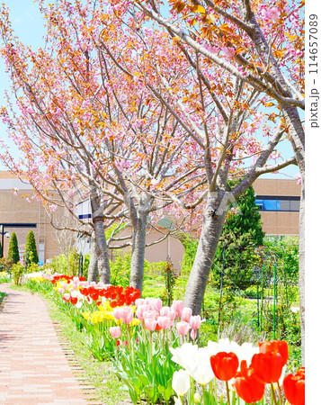 北海道のガーデン ロイズガーデン 桜並木 114657089
