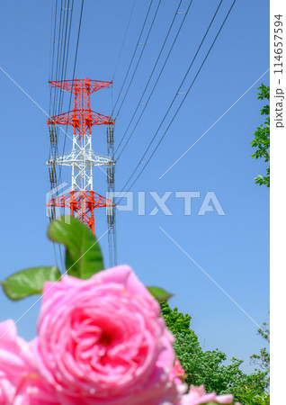 青空と薔薇と赤白鉄塔と 114657594