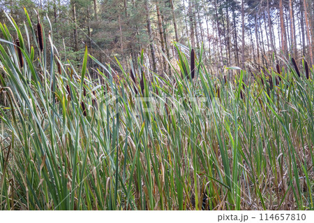 Typha latifolia, called Bullrush, growing in Ireland Typha latifolia, called Bullrush, growing in Ireland 114657810