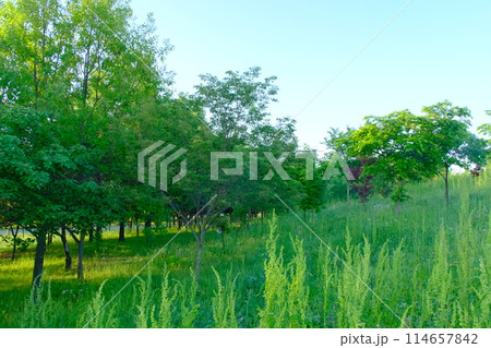 森林浴・日本の新緑の森 森林浴・日本の新緑の森 114657842