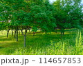 森林浴・日本の新緑の森 114657853