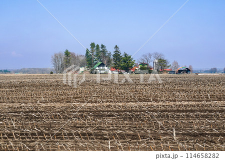 収穫の終わったトウモロコシ畑（北海道芽室町） 114658282