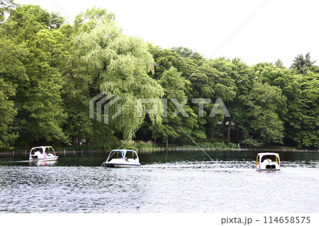 大きな池のある公園には、家族やカップルを楽しませる足漕ぎボートが 114658575
