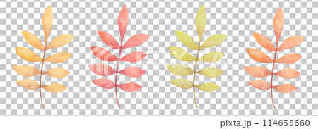 Autumn branches with leaves. Watercolor illustration. Botanical clipart in pastel monochrome colors. Hand drawn isolated art. Floral and plant art. Sketch for seasonal holidays, cards. Thanksgiving. 114658660