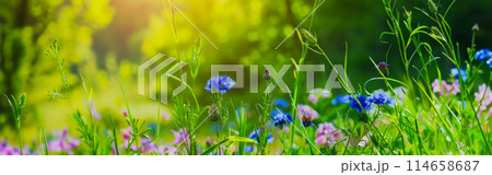 natural summer panorama for website design or a concept for advertising natural cosmetics, summer meadow flowers growing in a clearing near an old fallen tree 114658687