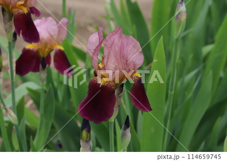 春の庭に咲く赤紫色のジャーマンアイリスの花 春の庭に咲く赤紫色のジャーマンアイリスの花 114659745