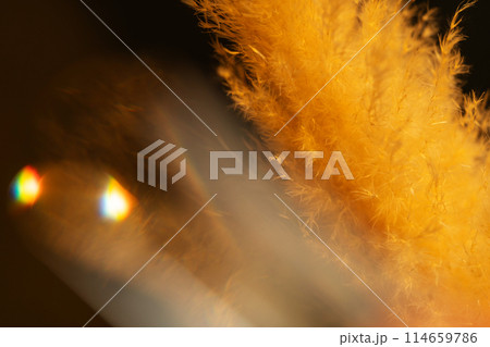 golden feathery plumes with light effects golden feathery plumes with light effects 114659786