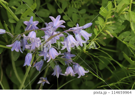 春の野原に咲く薄紫色のシラー・カンパニュラータの花 114659964