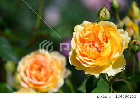 ぎふワールド・ローズガーデンに咲き誇るパラの花 114660153