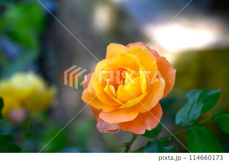 ぎふワールド・ローズガーデンに咲き誇るパラの花 114660173