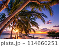 ヤシの木のあるビーチ 114660251