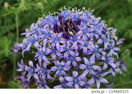 春の庭に咲く紫色のオオツルボ（シラー・ペルビアナ）の花 114660325