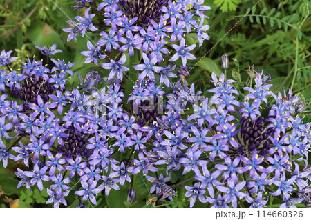 春の庭に咲く紫色のオオツルボ(シラー・ペルビアナ)の花 春の庭に咲く紫色のオオツルボ(シラー・ペルビアナ)の花 114660326