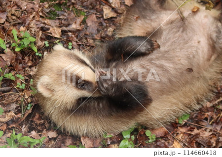 林道近くにいた【二ホンアナグマ】 114660418