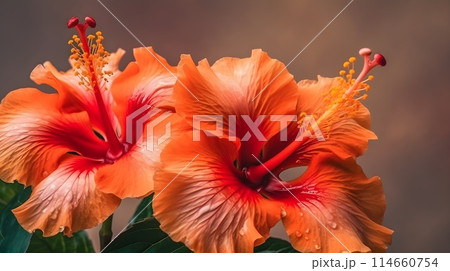 Macro shot close up flower of orange Hibiscus rosa-sinensis or shoeblack plant with some water drops isolated on brown background. Macro shot close up flower of orange Hibiscus rosa-sinensis or shoeblack plant with some water drops isolated on brown background. 114660754
