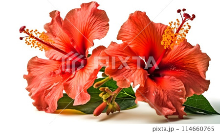 Two flower of red Hibiscus rosa-sinensis or shoeblack plant laying isolated on white background. 114660765