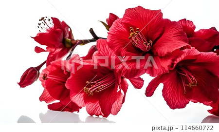 Group flower of red Hibiscus rosa-sinensis or shoeblack plant isolated on white background. 114660772