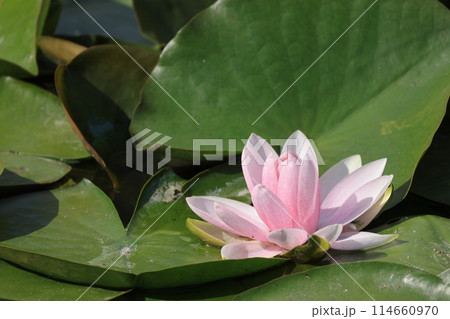 池に浮かぶピンク色のスイレンの花 池に浮かぶピンク色のスイレンの花 114660970