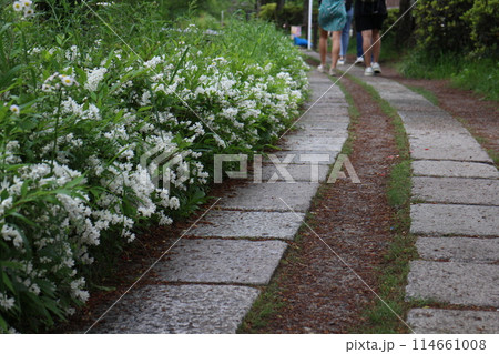 京都 哲学の道を通る人々の足元 京都 哲学の道を通る人々の足元 114661008
