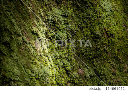 苔の生えた岩 114661052
