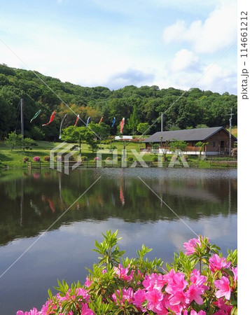 鉢伏ふれあい公園【香川県善通寺市】こいのぼりと躑躅3 鉢伏ふれあい公園【香川県善通寺市】こいのぼりと躑躅3 114661212