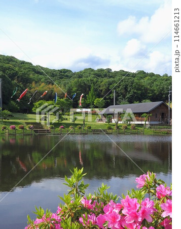 鉢伏ふれあい公園【香川県善通寺市】こいのぼりと躑躅4 114661213