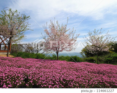 天空の花畑【香川県三豊市詫間町志々島】9 114661227