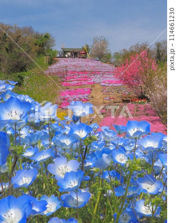 天空の花畑【香川県三豊市詫間町志々島】6 114661230