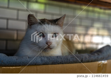寝床でたたずむ猫 寝床でたたずむ猫 114661459