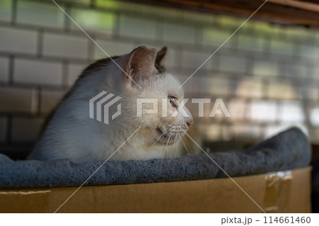 寝床でたたずむ猫 寝床でたたずむ猫 114661460