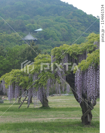 海岸寺の自立した藤【香川県多度津町】8 海岸寺の自立した藤【香川県多度津町】8 114661534