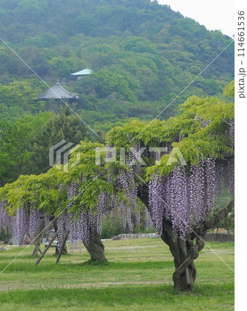 海岸寺の自立した藤【香川県多度津町】10 海岸寺の自立した藤【香川県多度津町】10 114661536
