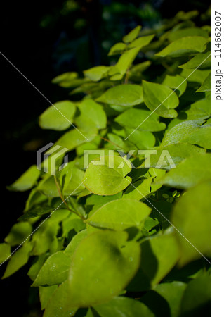 キバナイカリソウ（黄花錨草）の葉と薄っすら朝露。葉と茎は神経衰弱、健忘症、強精、強壮の薬効。 114662007