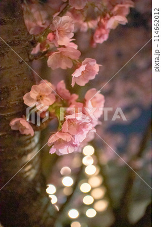 桜 114662012